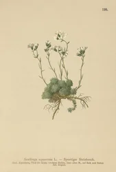 Sassifraga delle Dolomiti (Saxifraga squarrosa)